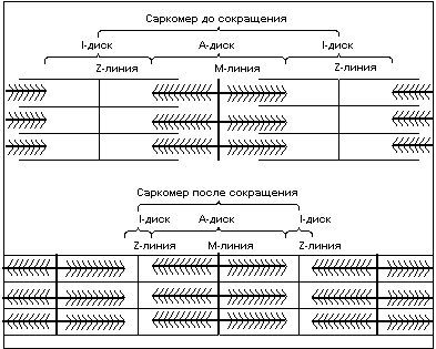 Рисунок 3